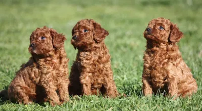 Chiots Caniche Toy pure race - Chiens - Annecy (74000)