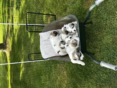 7 chiot  / a réserver / disponibilité - photo 3