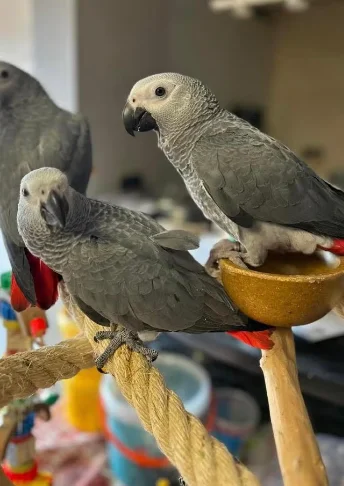Perroquets gris du Gabon EAM apprivoisés - Rongeurs & Oiseaux - Perpignan (66100)