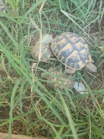 Tortues hermann - Tortues & Reptiles